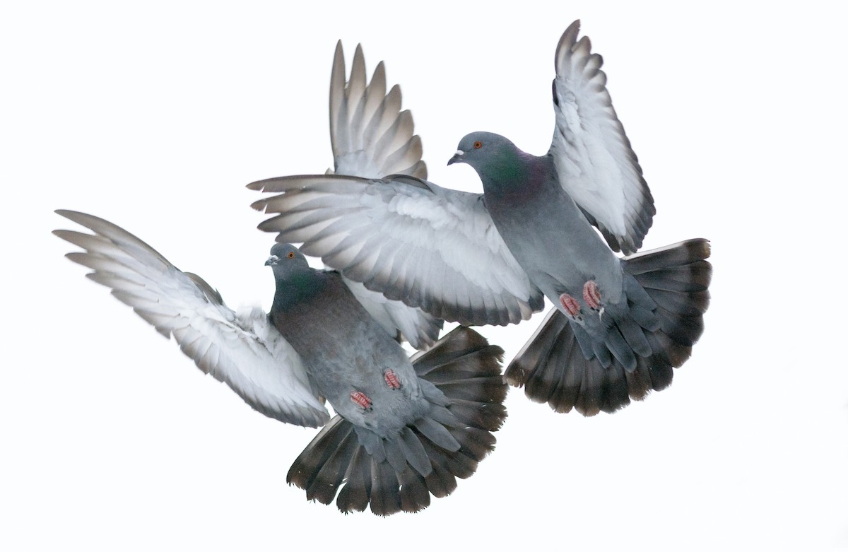 Rock Pigeon (Feral Pigeon) - ML129155161