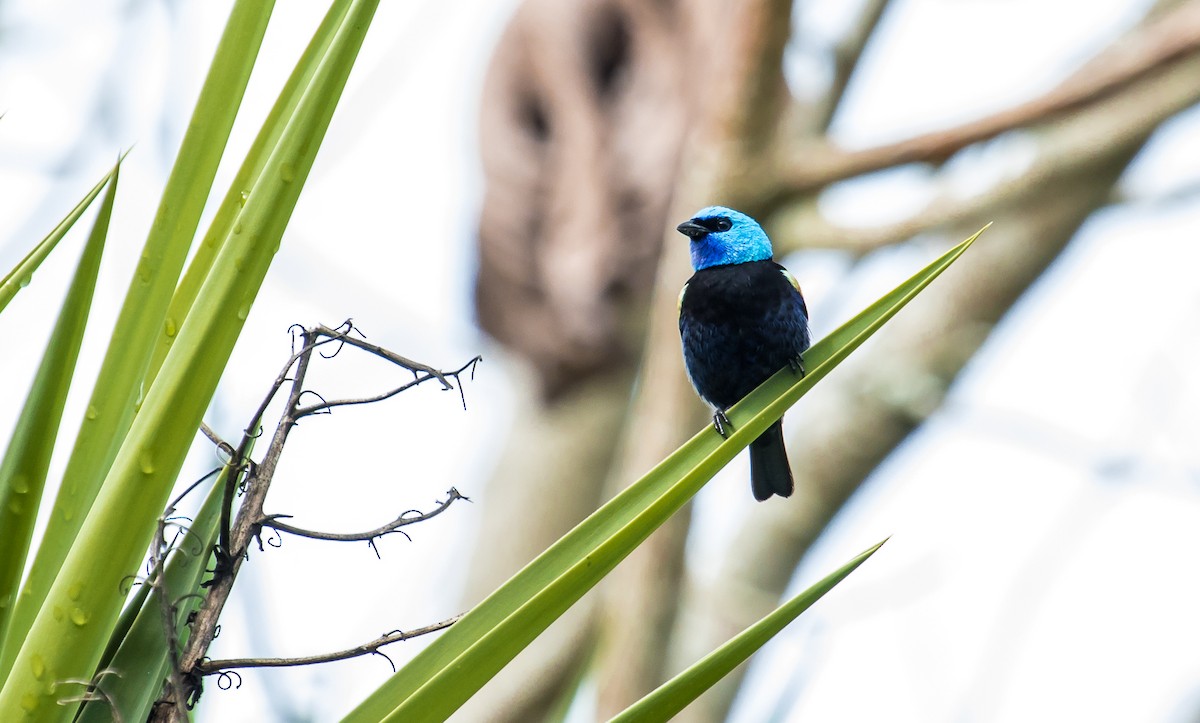 Blue-necked Tanager - ML129156321