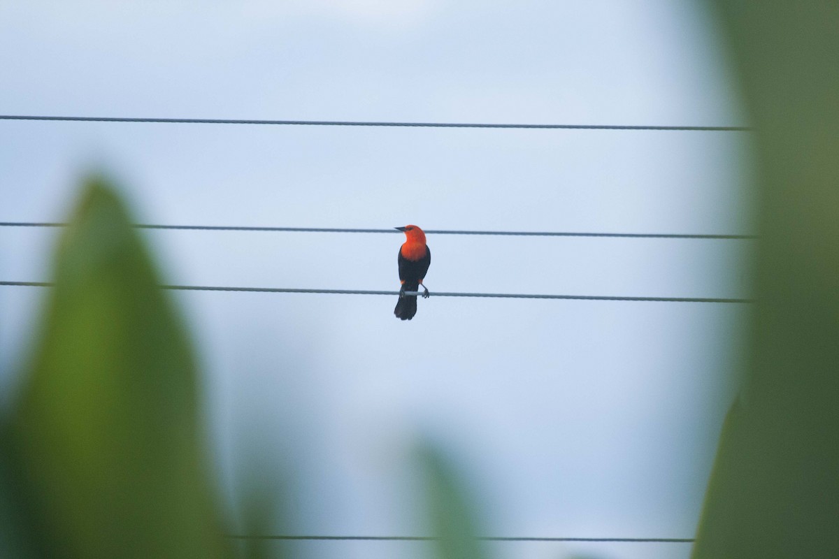 Scarlet-headed Blackbird - ML129159821
