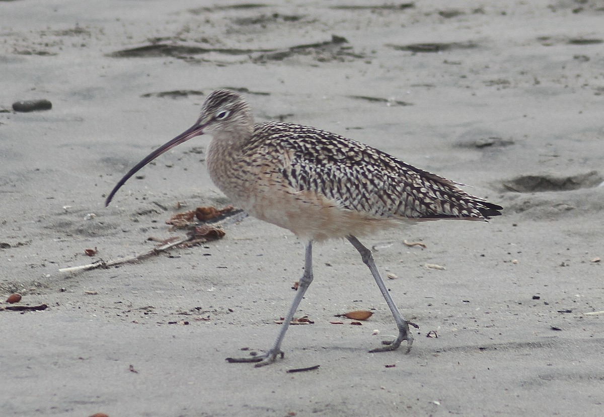 Long-billed Curlew - ML129168421