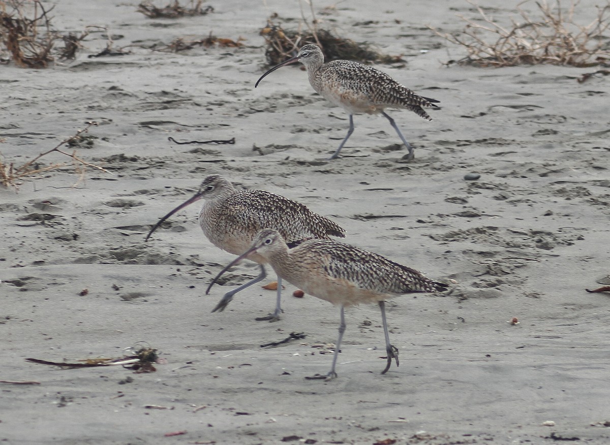Long-billed Curlew - ML129168501