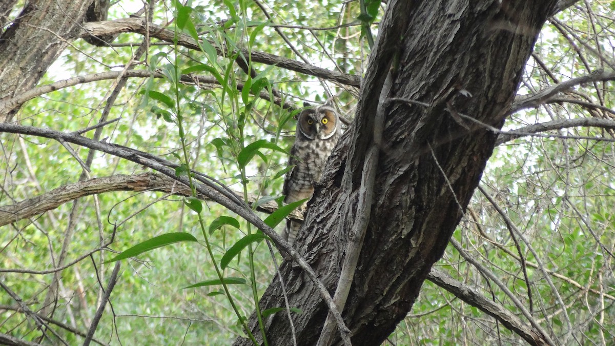 Long-eared Owl - ML129170581