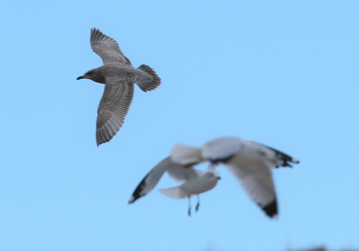 Herring x Glaucous-winged Gull (hybrid) - Glenn Walbek