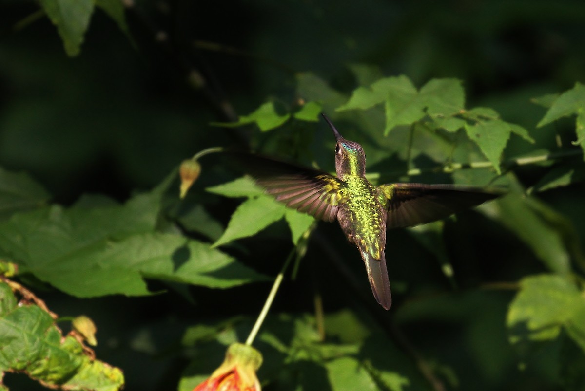 Wedge-tailed Sabrewing (Curve-winged) - ML129176321
