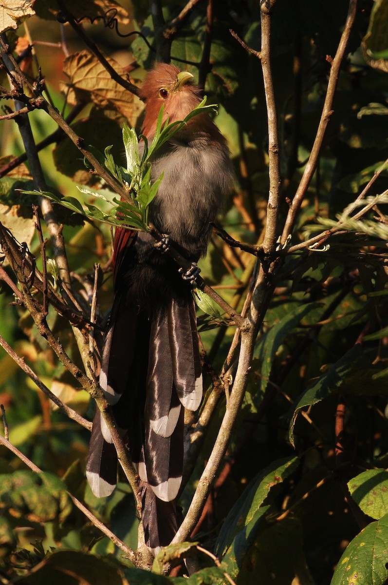 Squirrel Cuckoo (Middle America) - ML129176491