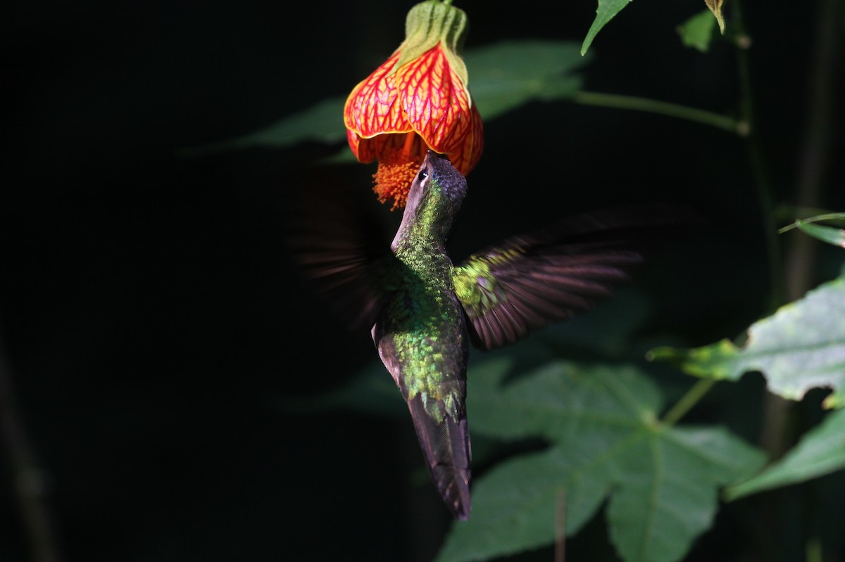 Wedge-tailed Sabrewing (Curve-winged) - Alex Lamoreaux
