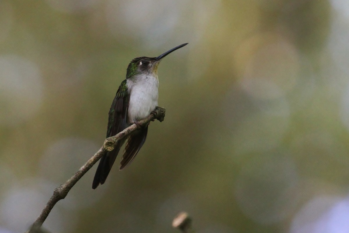 Wedge-tailed Sabrewing (Curve-winged) - ML129177021