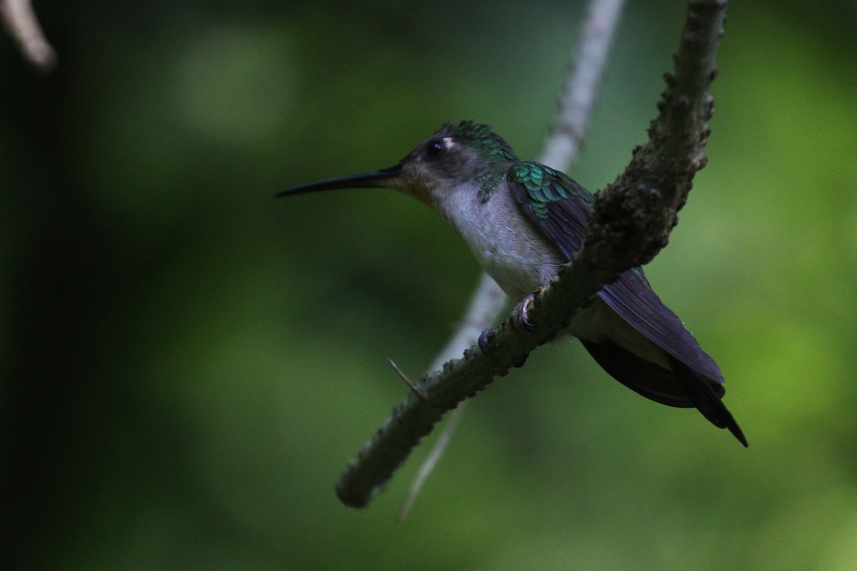 Wedge-tailed Sabrewing (Curve-winged) - Alex Lamoreaux