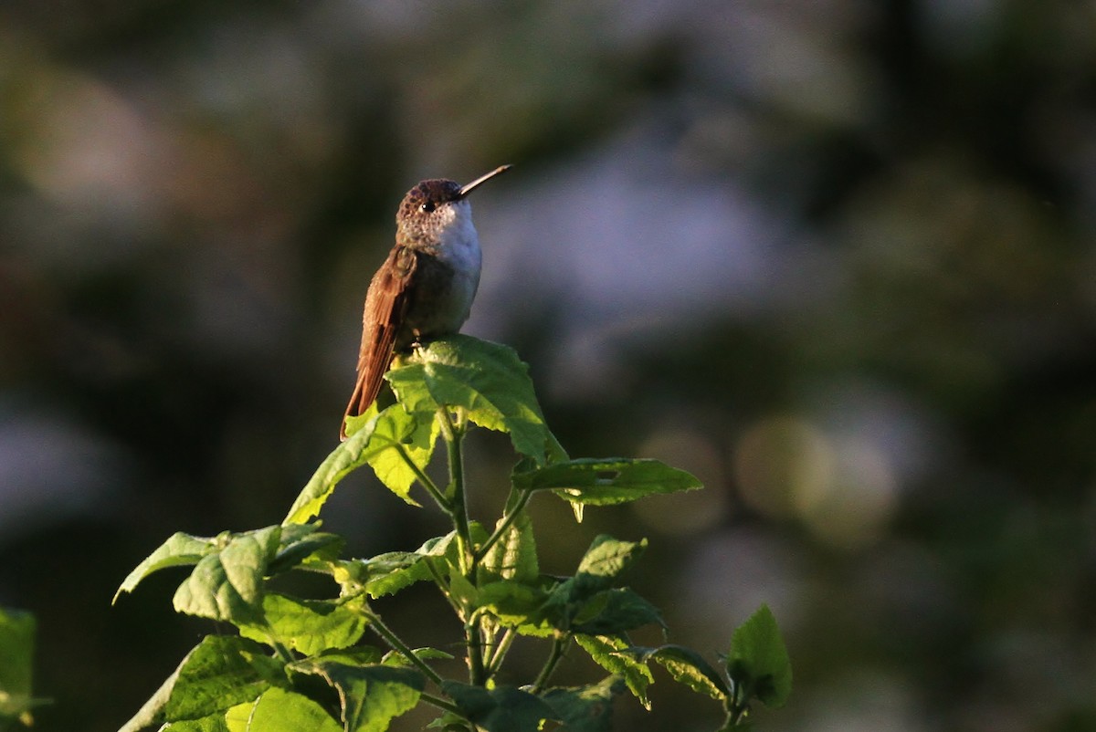 Azure-crowned Hummingbird (Azure-crowned) - Alex Lamoreaux