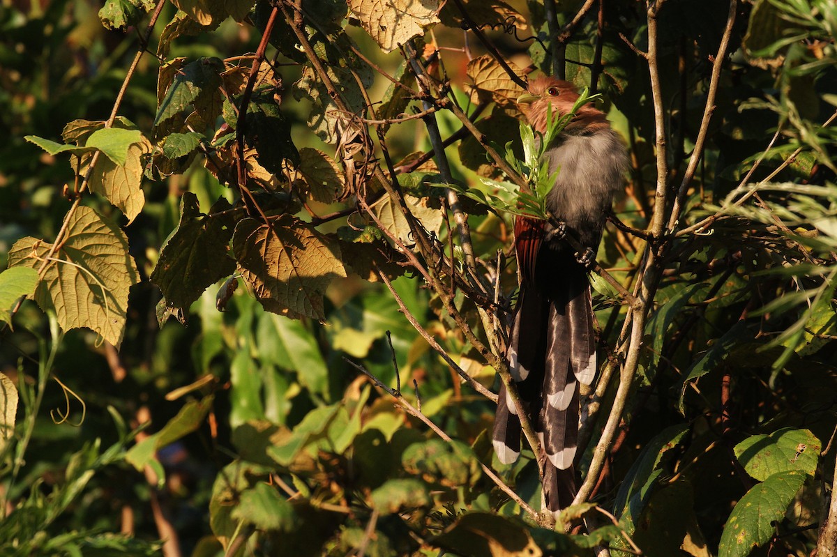 Squirrel Cuckoo (Middle America) - ML129177291