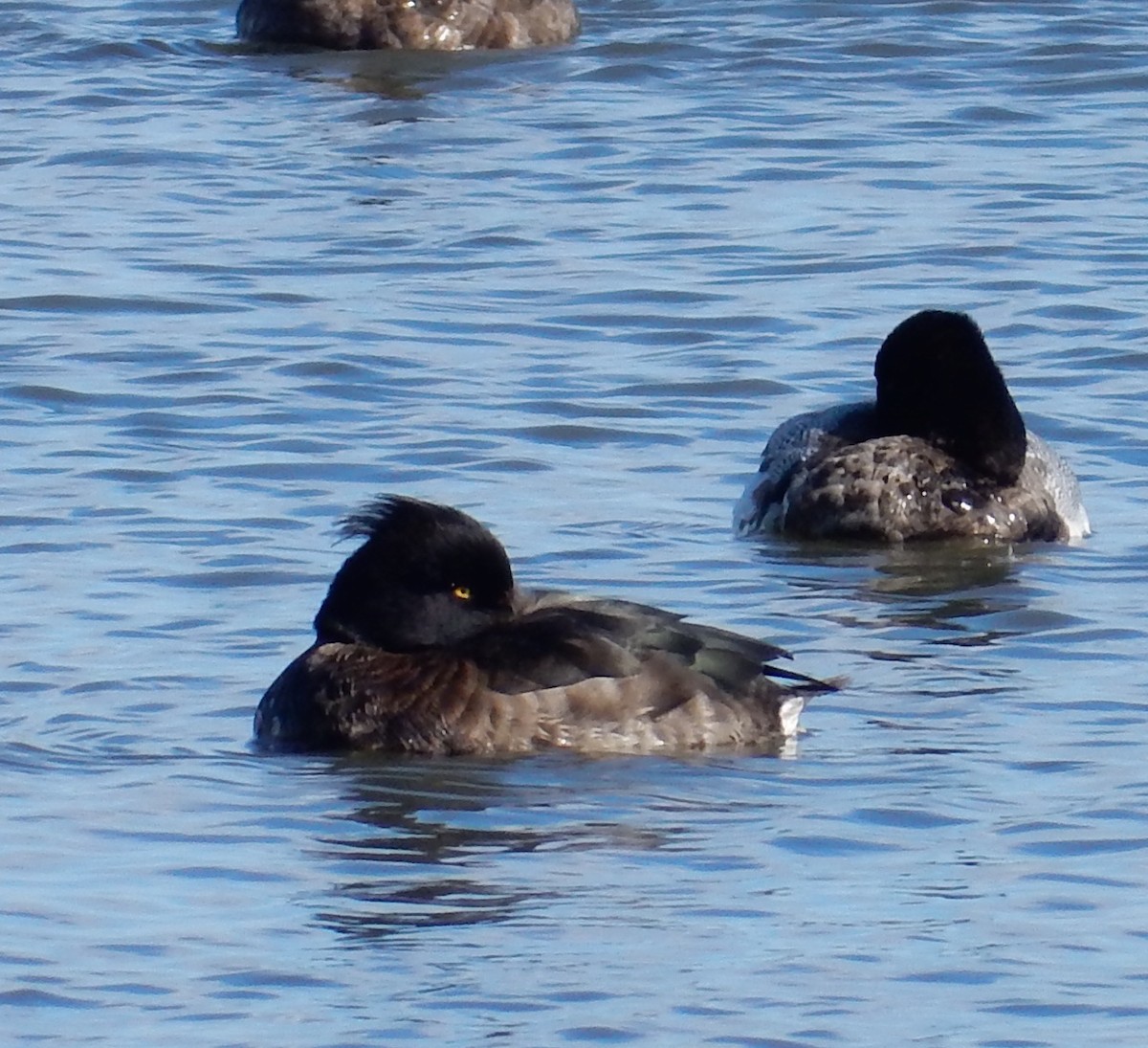 Tufted Duck - ML129178421