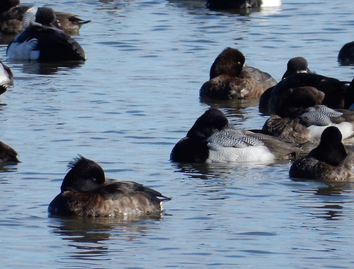 Tufted Duck - ML129178431
