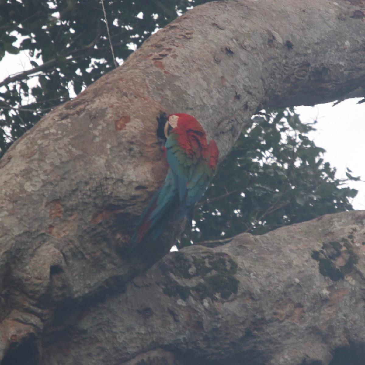 Red-and-green Macaw - ML129179311