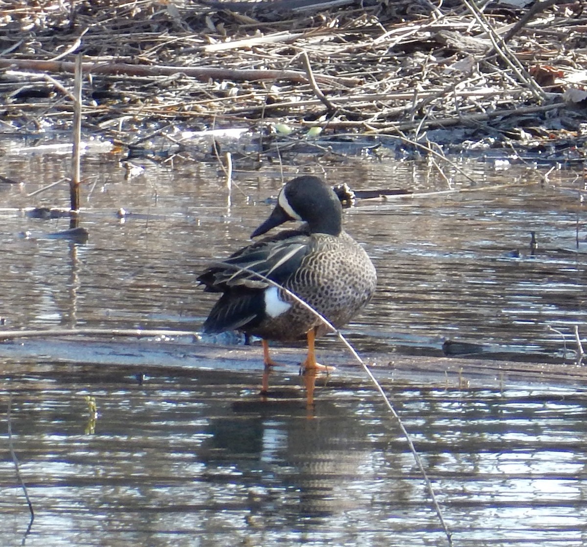 Blue-winged Teal - ML129179591