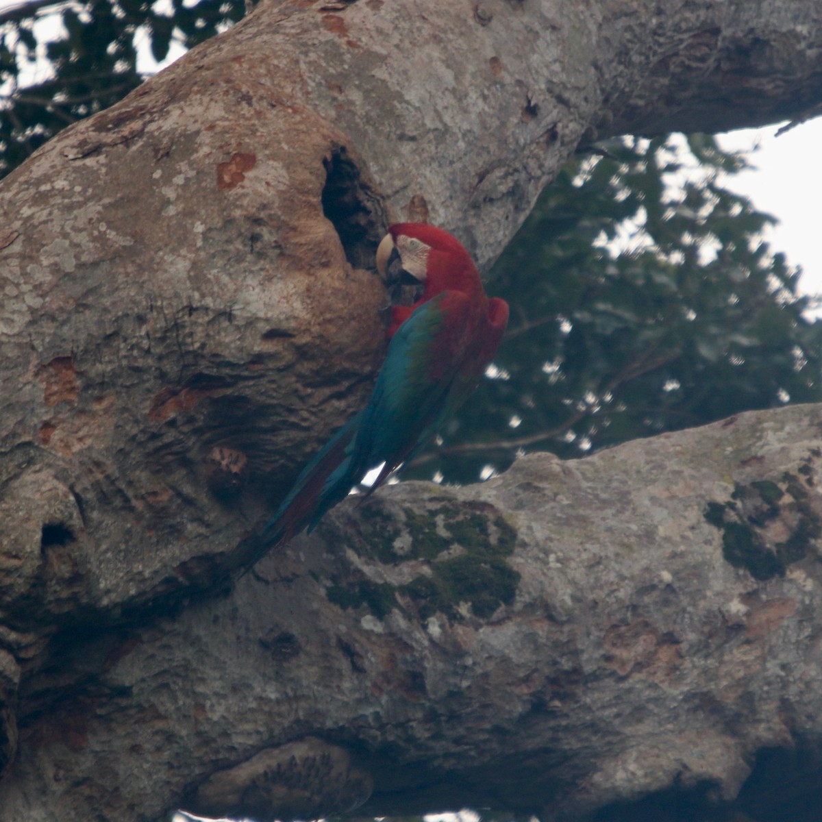 Red-and-green Macaw - ML129179601