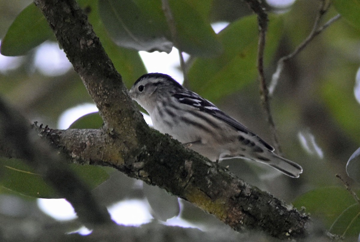 Black-and-white Warbler - ML129180971