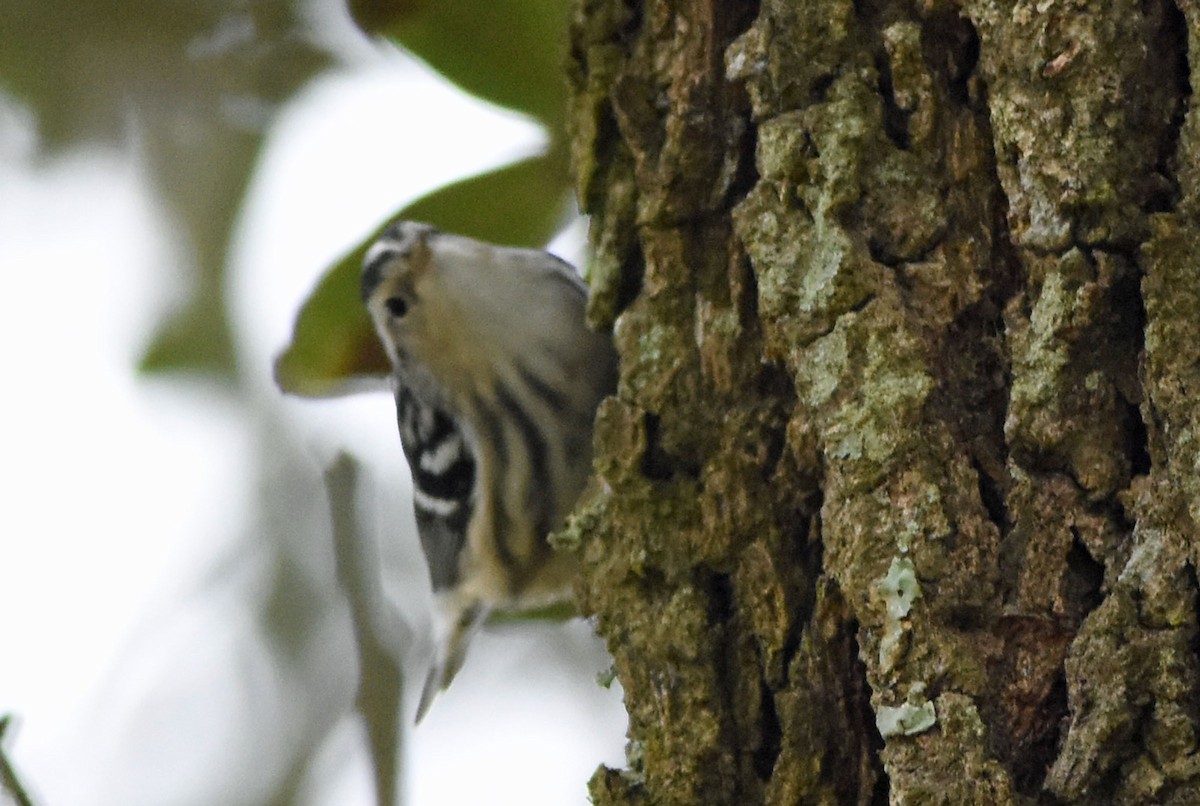 Black-and-white Warbler - ML129180991