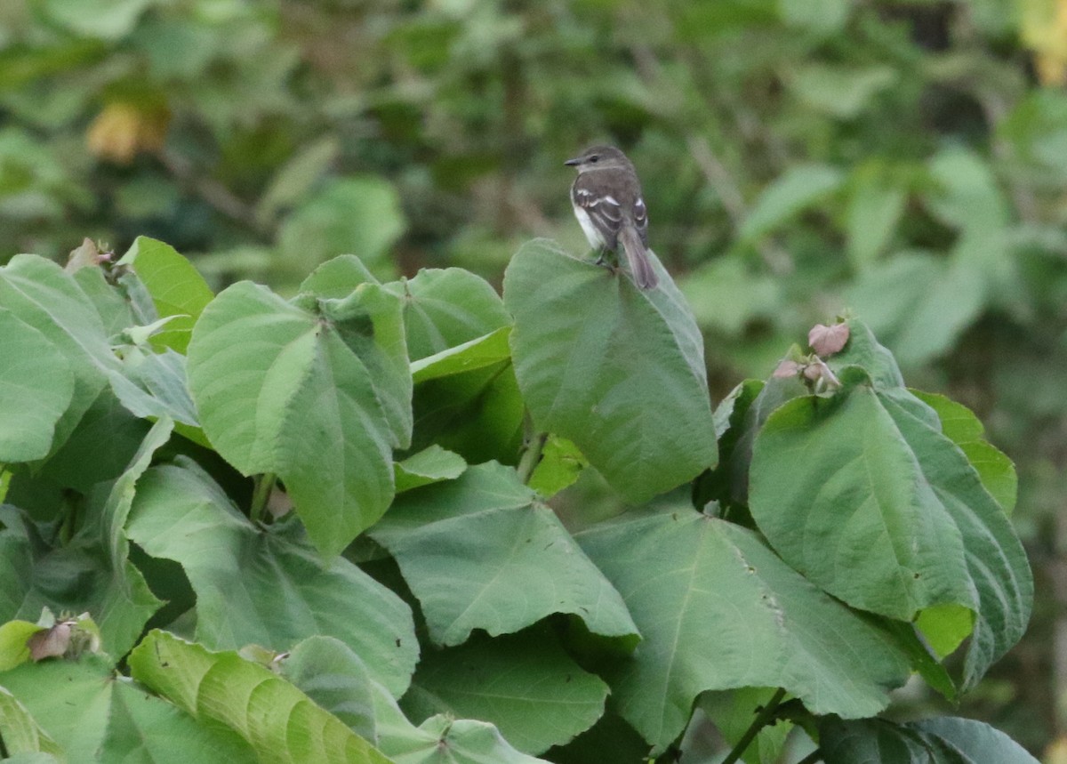 Olive-chested Flycatcher - ML129182461
