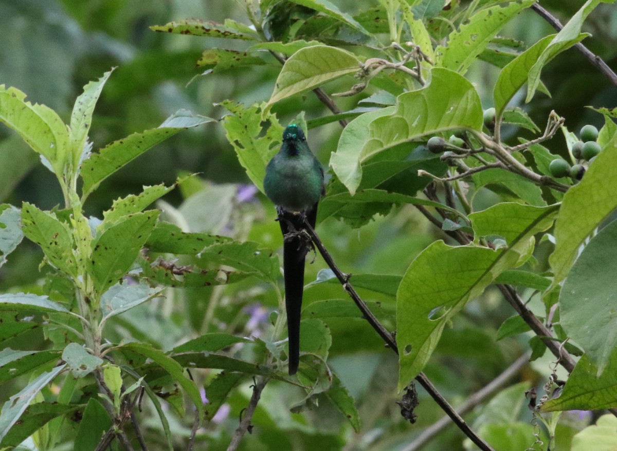 Long-tailed Sylph - ML129183171