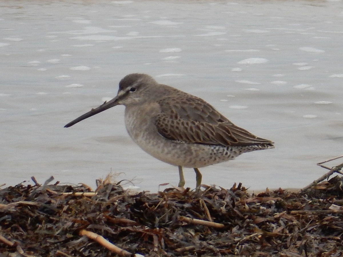 Long-billed Dowitcher - ML129187711