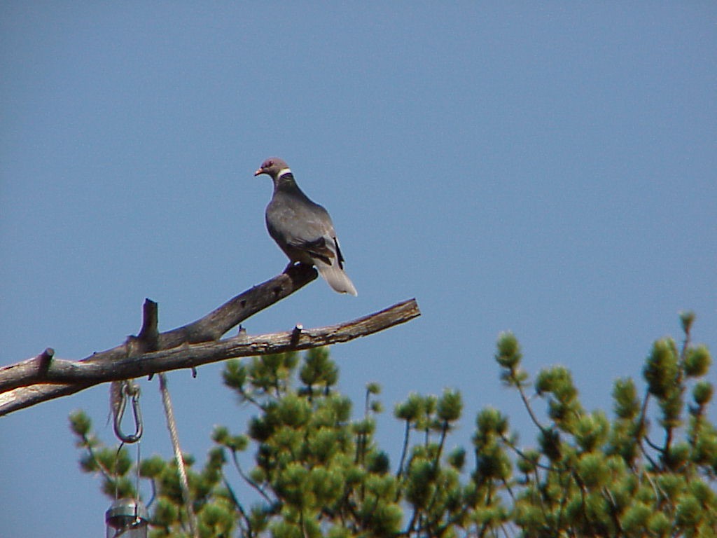 Band-tailed Pigeon - Randall Siebert