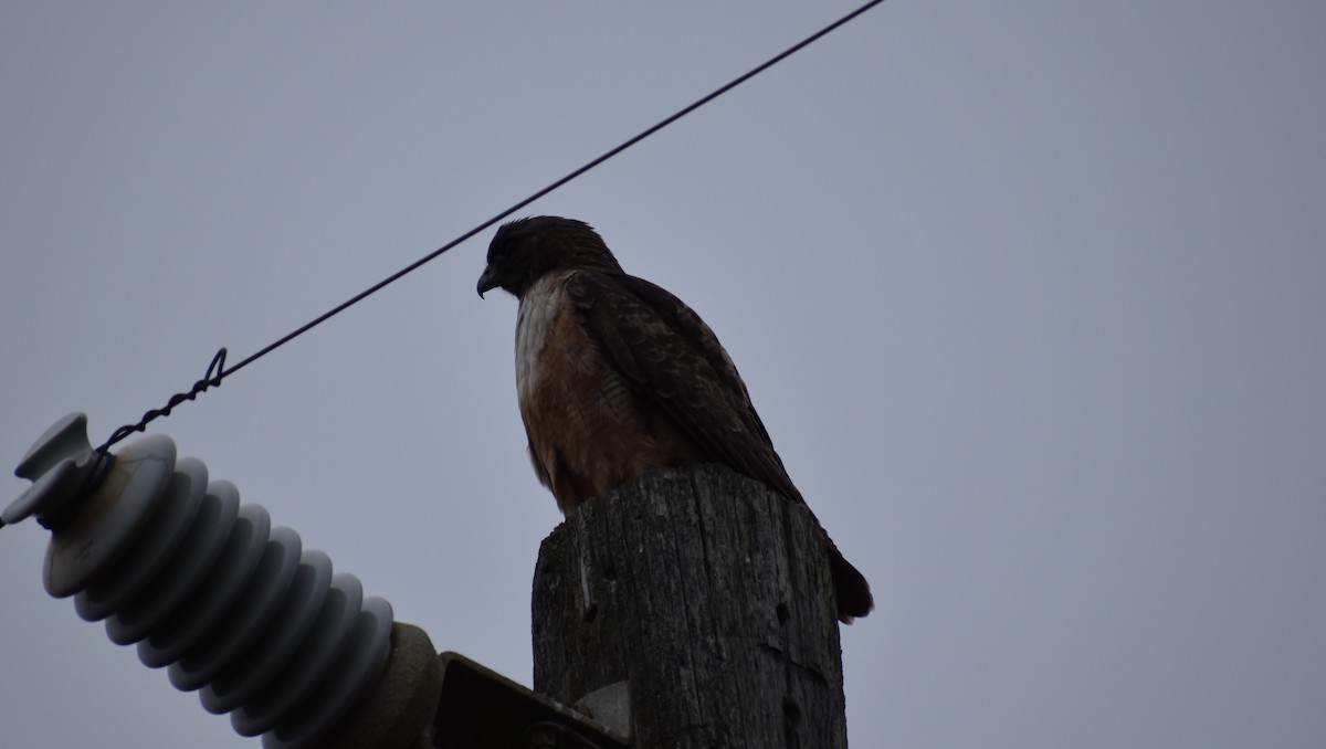 Red-tailed Hawk - ML129193081