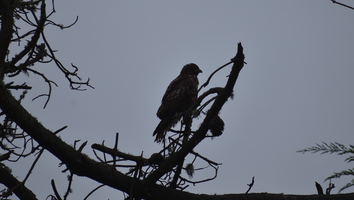 Red-tailed Hawk - ML129193521