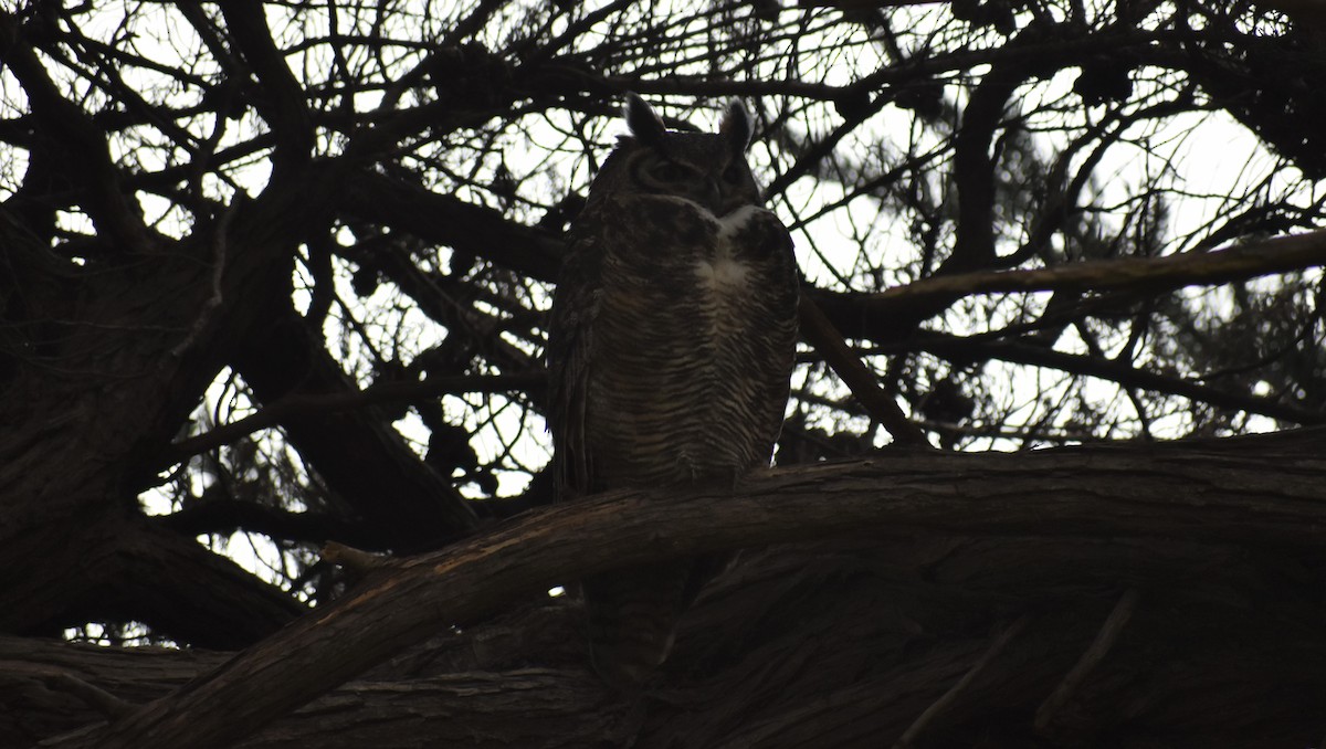 Great Horned Owl - ML129193961