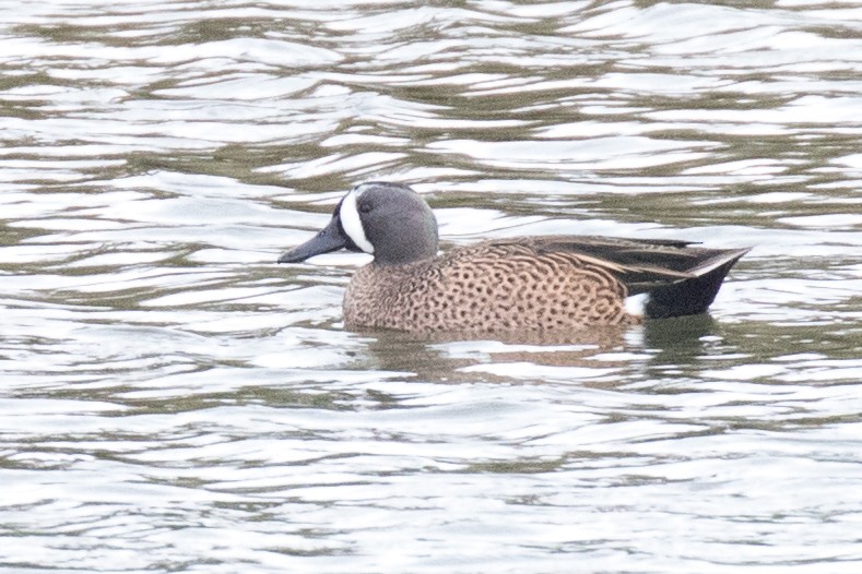 Blue-winged Teal - ML129196321