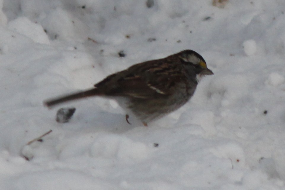 White-throated Sparrow - ML129201821
