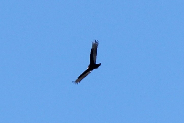 Turkey Vulture - ML129202091