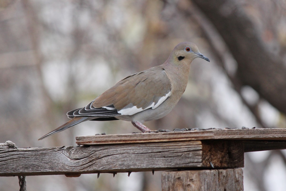 White-winged Dove - Kenny Frisch