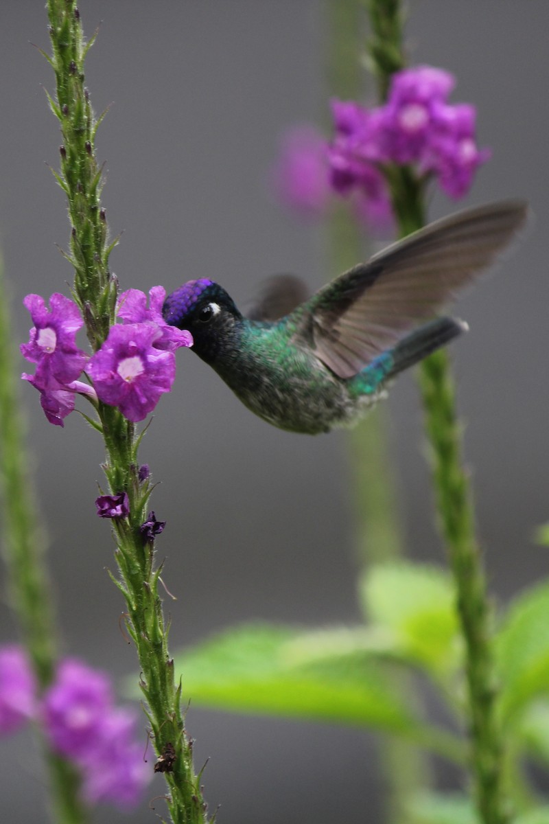 Violet-headed Hummingbird - ML129207591