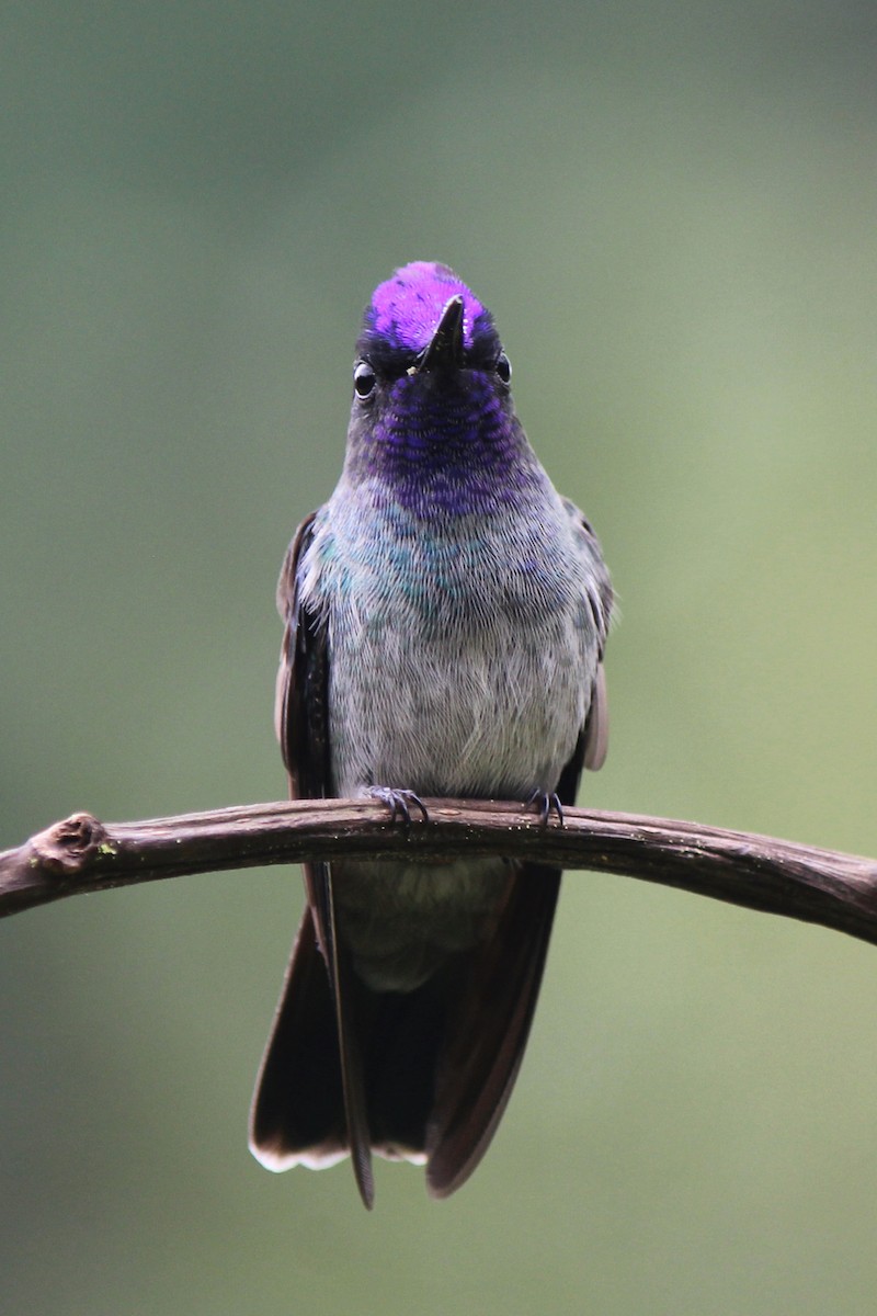Violet-headed Hummingbird - ML129207621