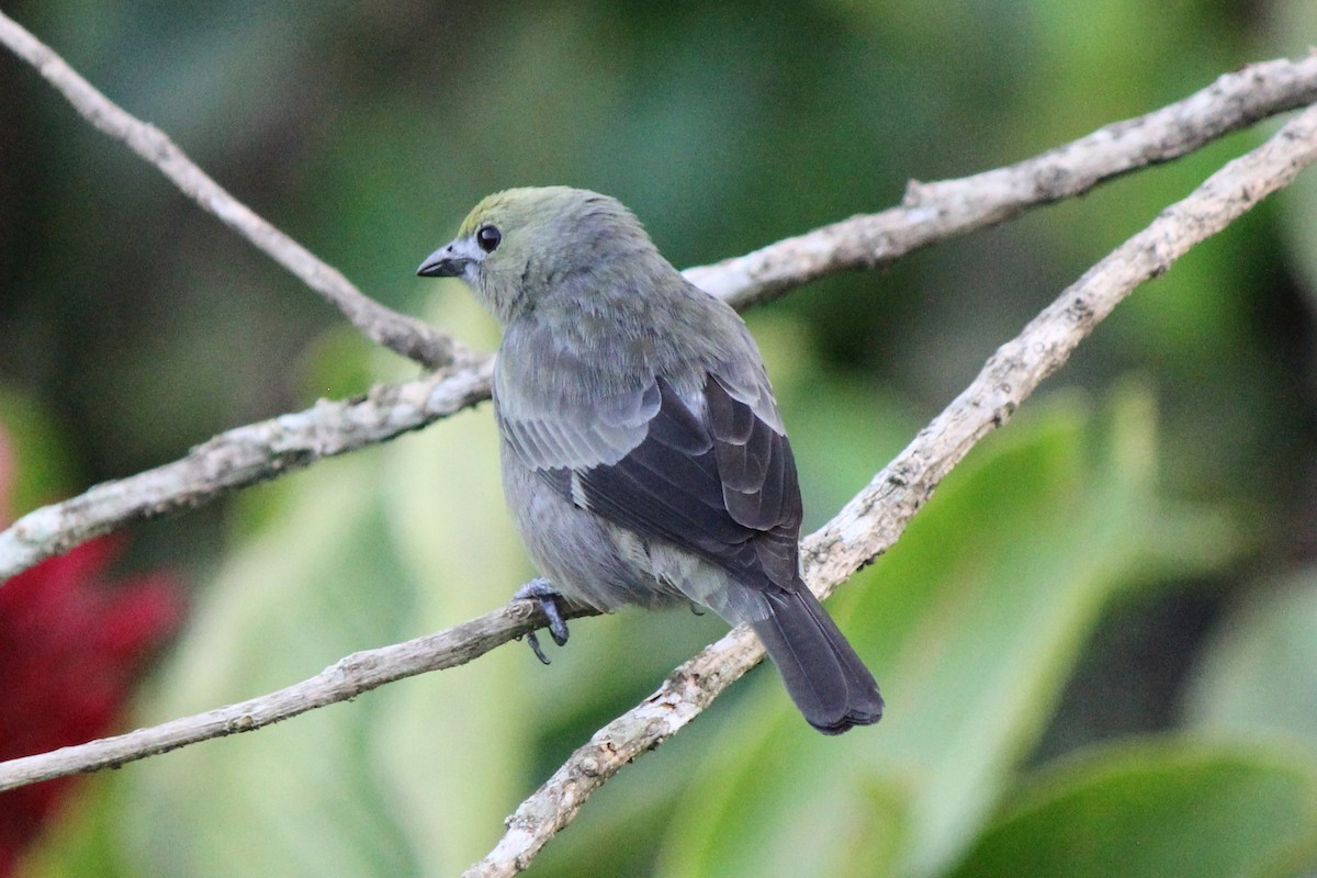 Palm Tanager - ML129207711