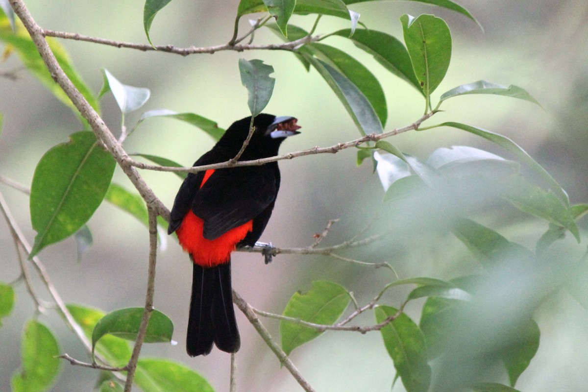 Scarlet-rumped Tanager (Passerini's) - Kenny Frisch