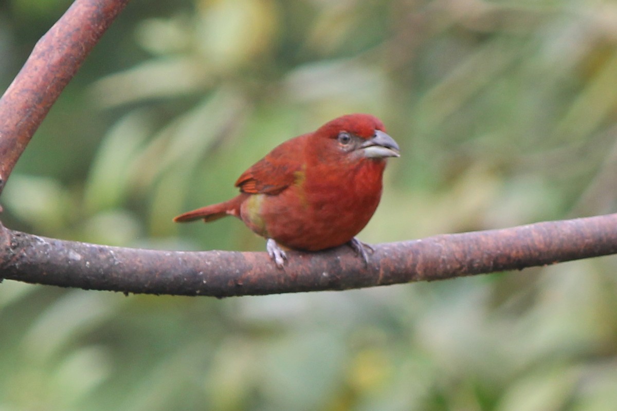 Hepatic Tanager - Kenny Frisch