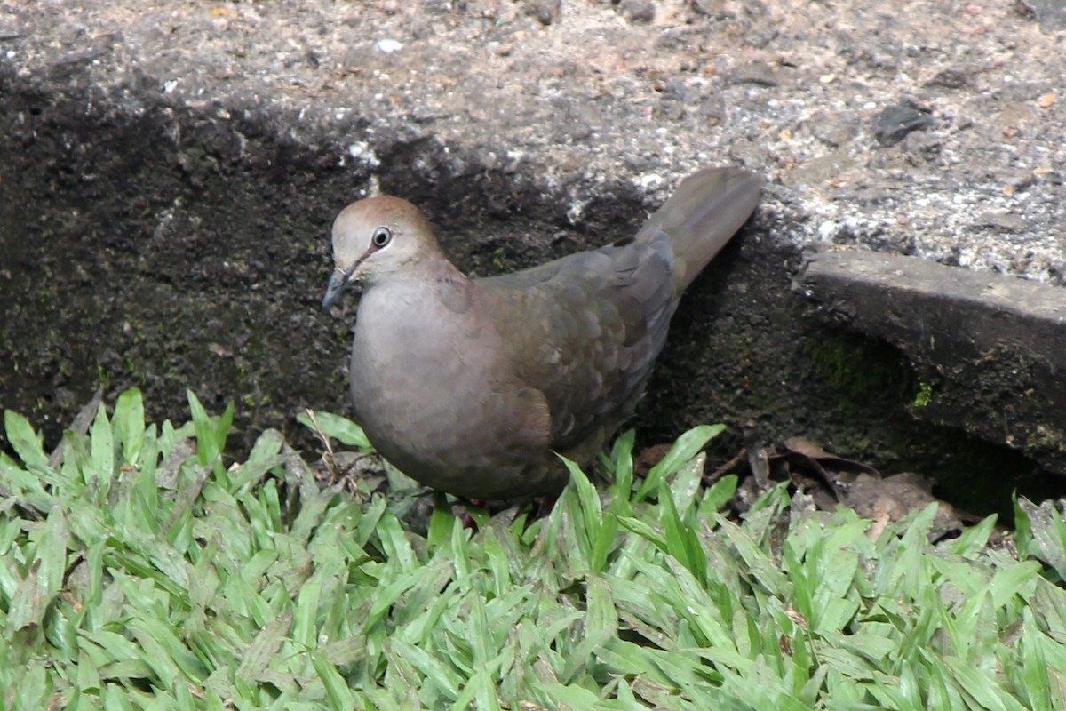 Gray-chested Dove - ML129208051