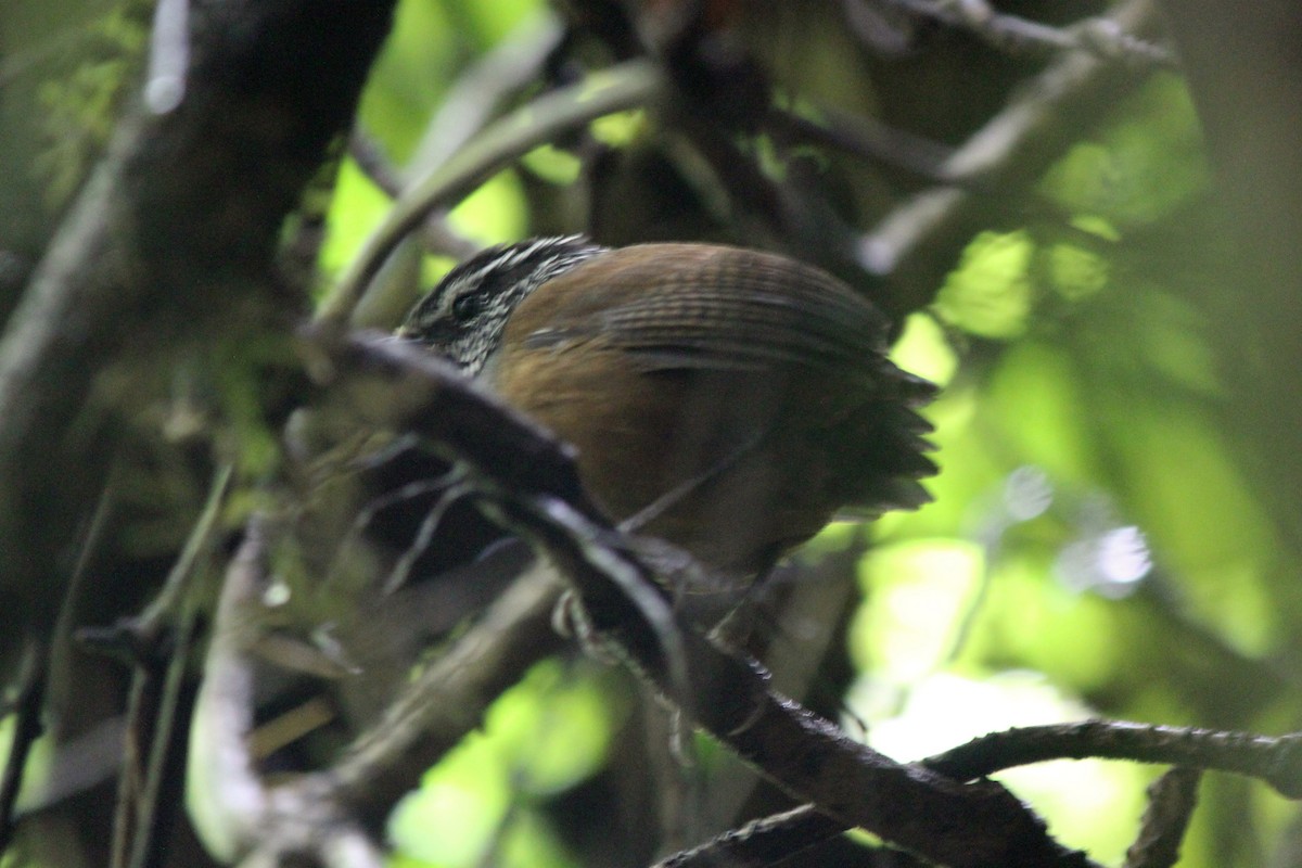 Gray-breasted Wood-Wren - Kenny Frisch
