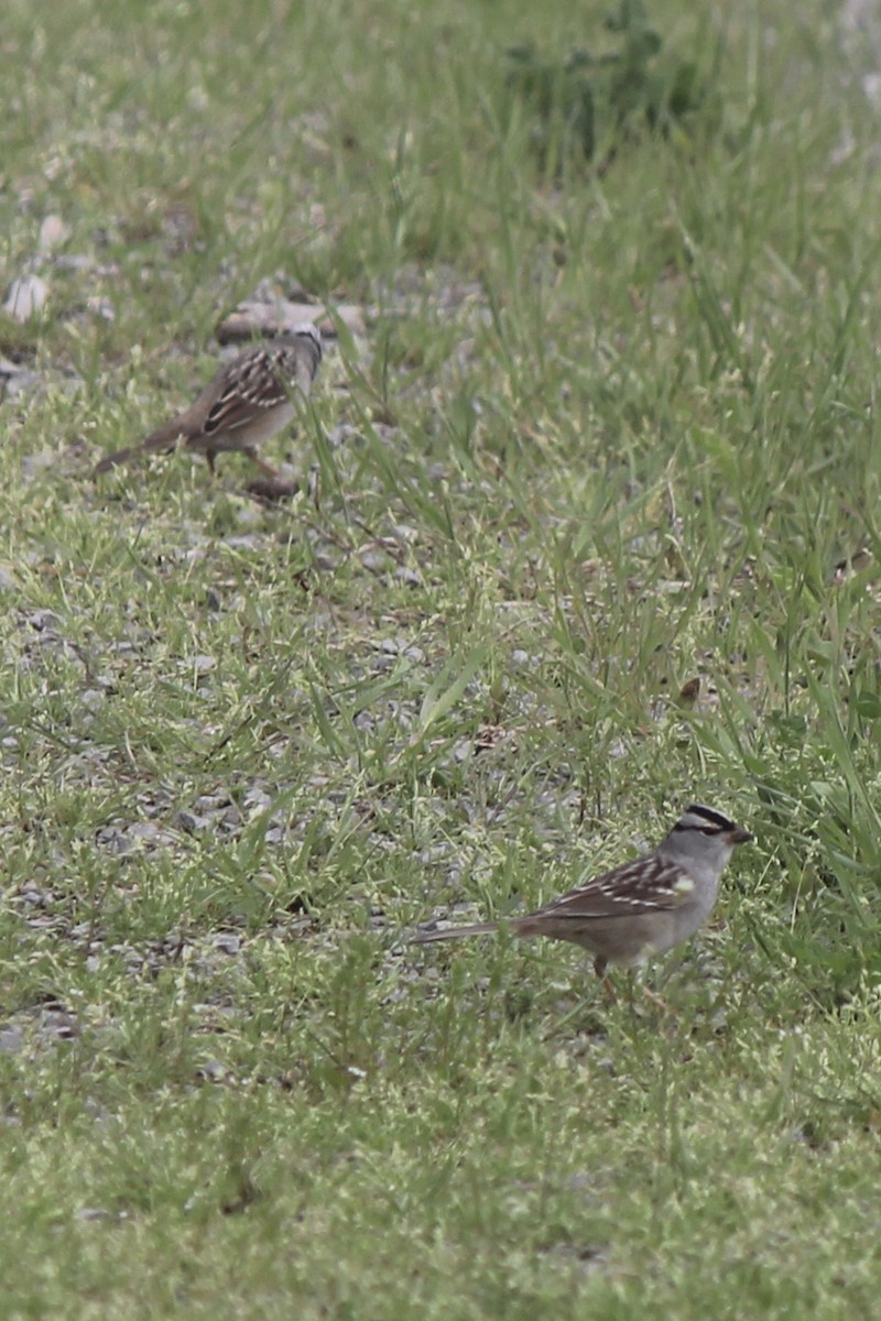 White-crowned Sparrow - ML129210911
