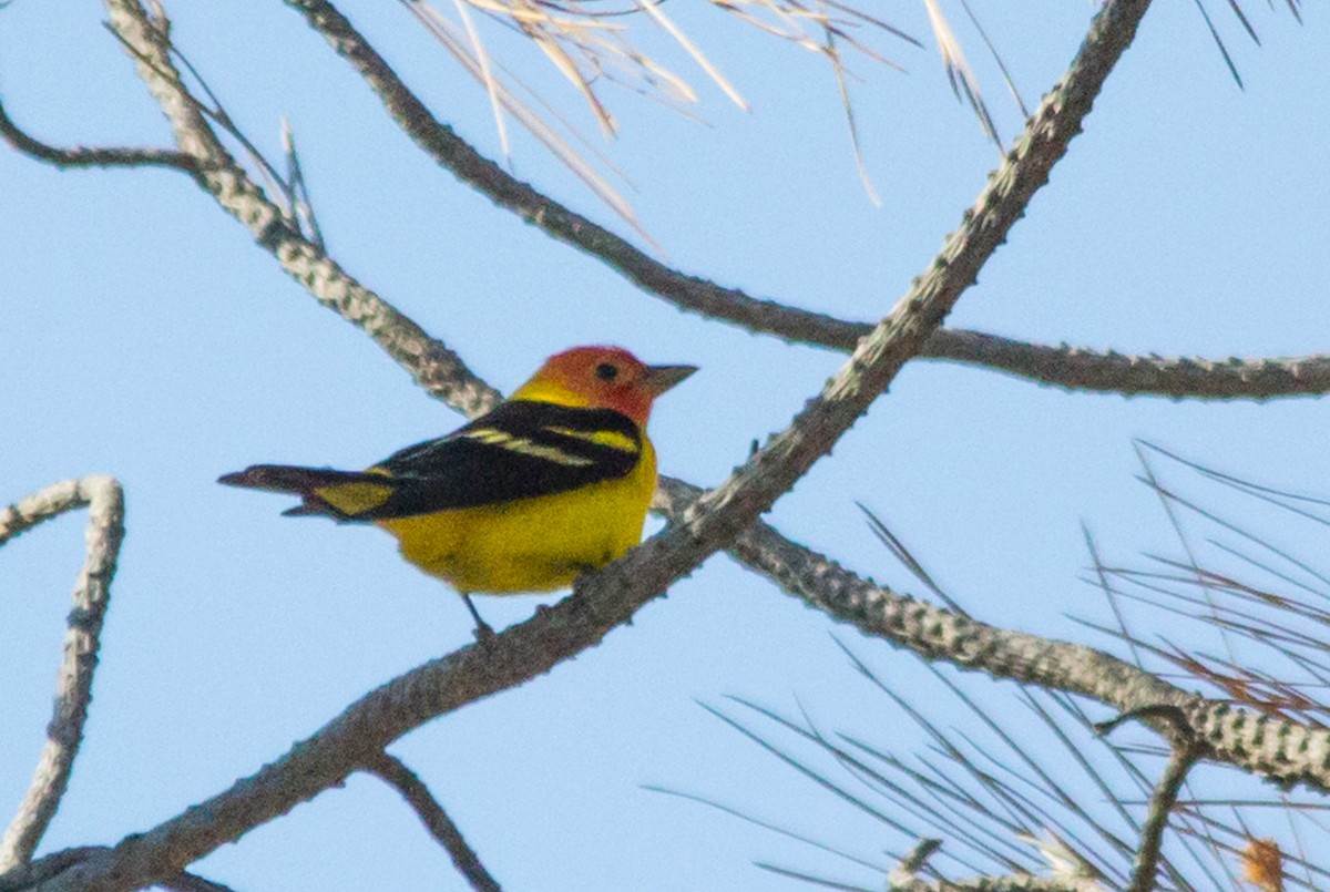 Western Tanager - ML129213311