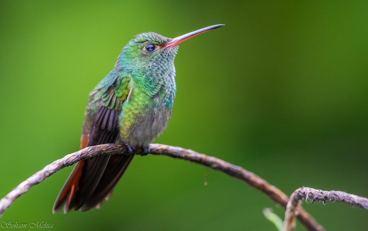 Rufous-tailed Hummingbird - Soham Mehta