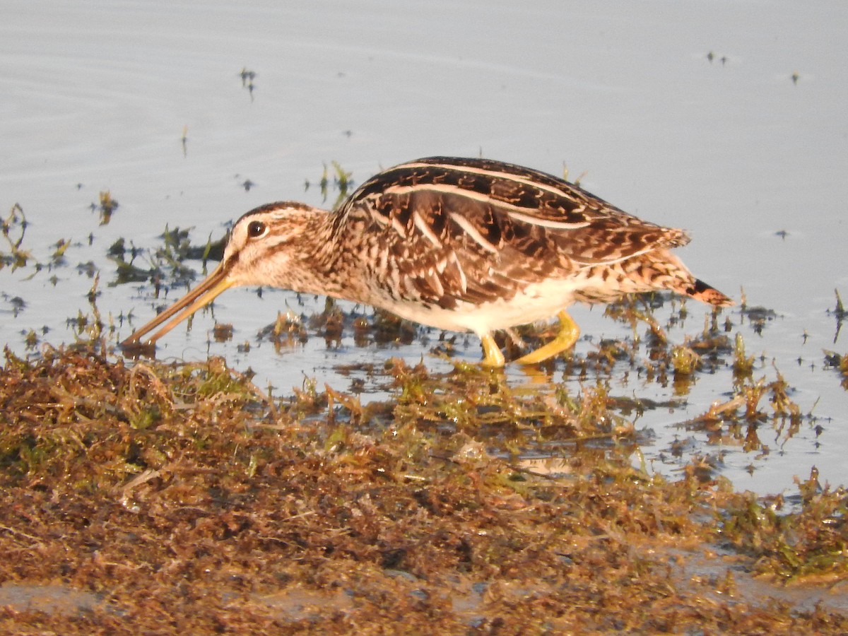 Common Snipe - Gregory Askew