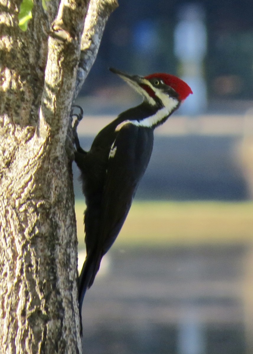 Pileated Woodpecker - Dave Bengston