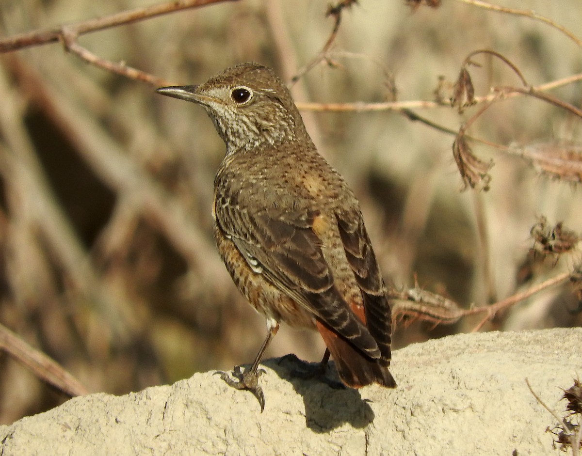 Rufous-tailed Rock-Thrush - Gregory Askew