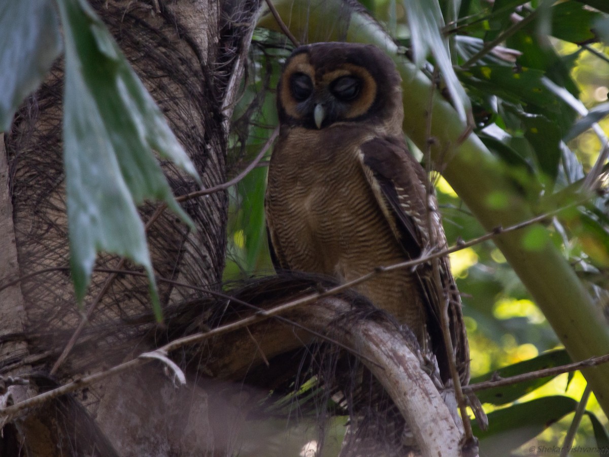 Brown Wood-Owl - Shekar Vishvanath