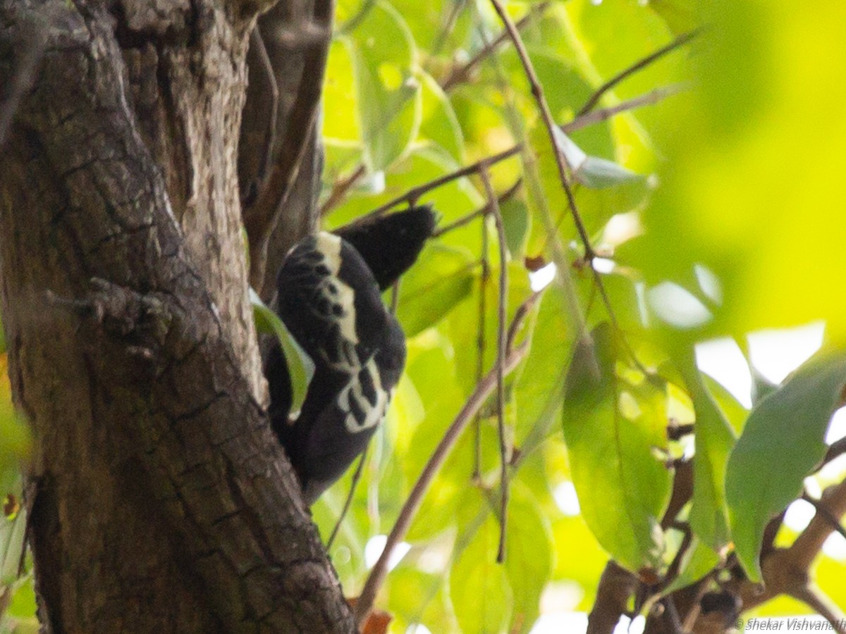 Heart-spotted Woodpecker - ML129220751