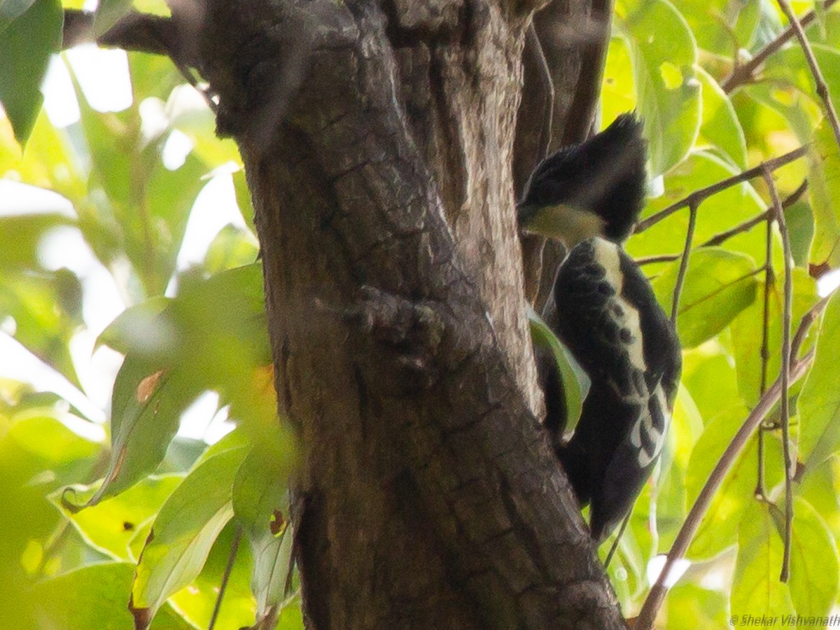Heart-spotted Woodpecker - ML129220761