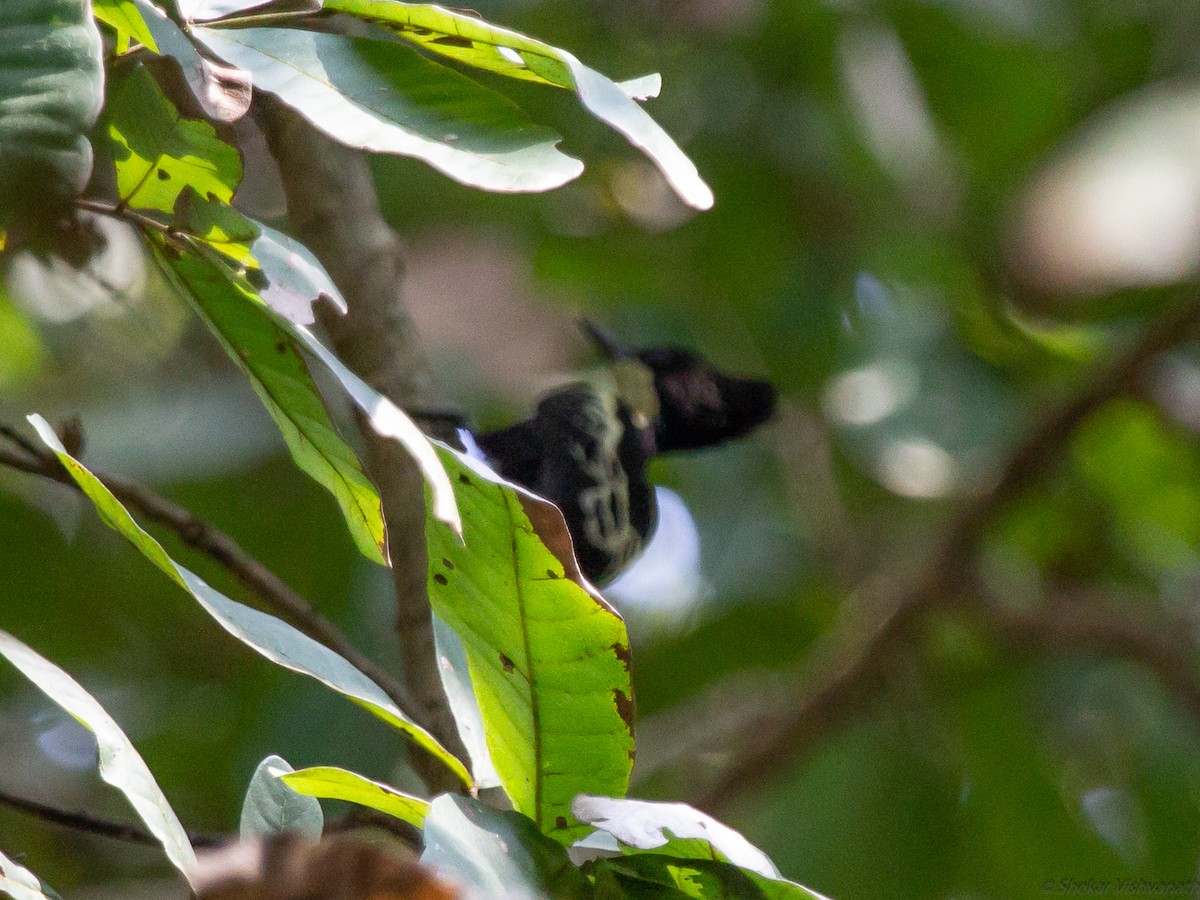 Heart-spotted Woodpecker - ML129220781