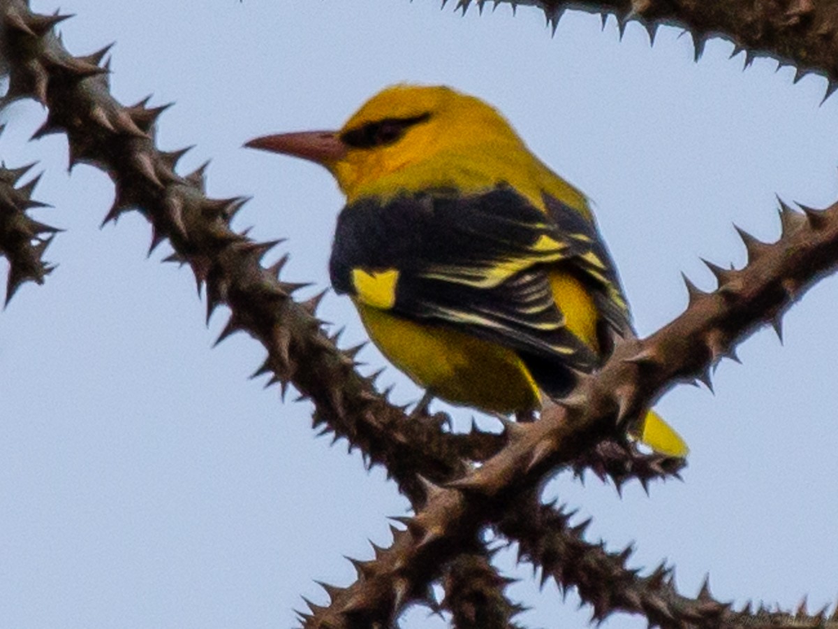 Indian Golden Oriole - ML129220821